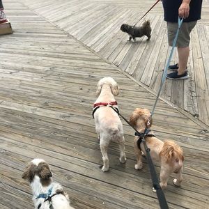 Meet your Posher, Barb